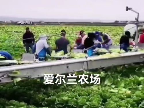 愛爾蘭農場